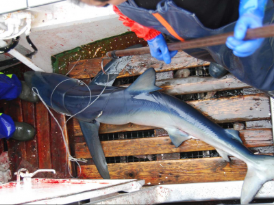 Le requin bleu victime des hameçons magnétiques