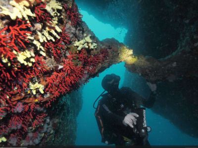 Corail rouge de Méditerranée